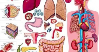 Lục phủ ngũ tạng là gì? Chức năng của lục phủ ngũ tạng trong cơ thể